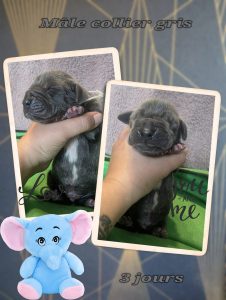 chiot dogue allemand