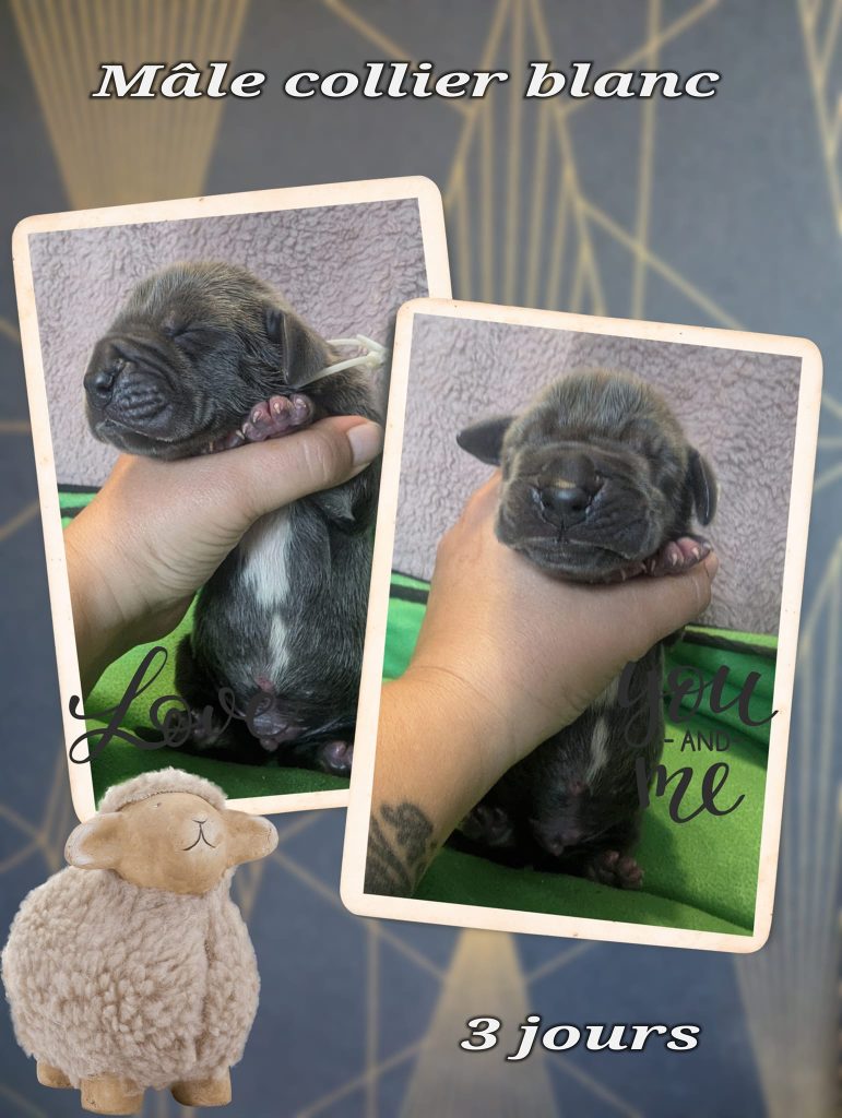 chiot dogue allemand