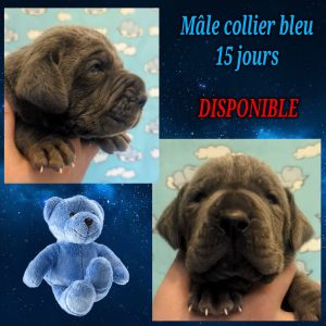 chiot dogue allemand