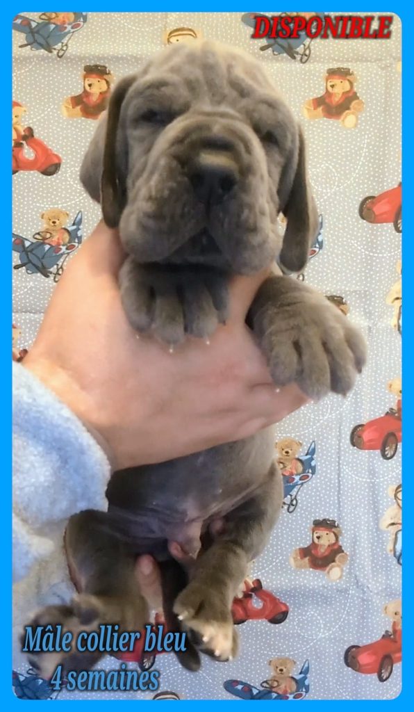 chiots dogue allemand