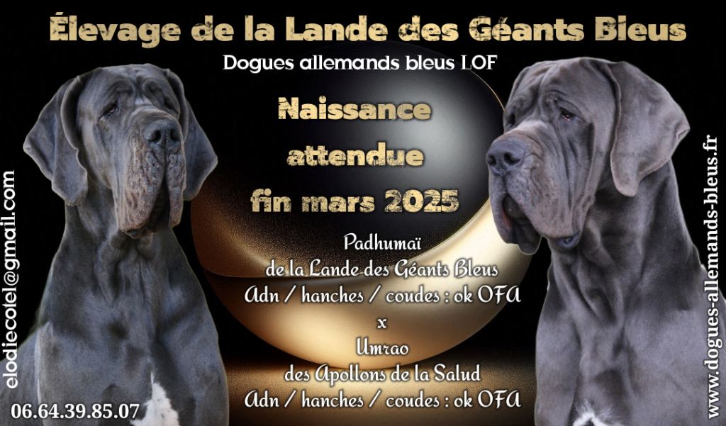 Chiots dogues allemands