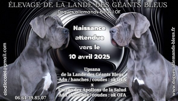 chiots dogues allemands