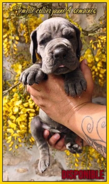 chiots dogues allemands disponibles