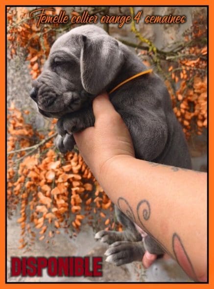 chiots dogues allemands disponibles