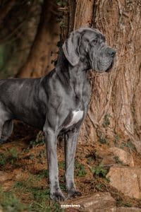 chiot dogue allemand disponible