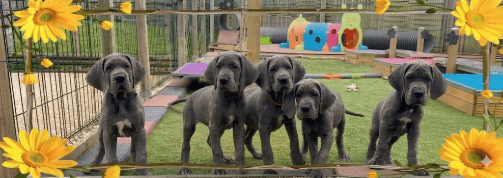 chiots dogues allemands