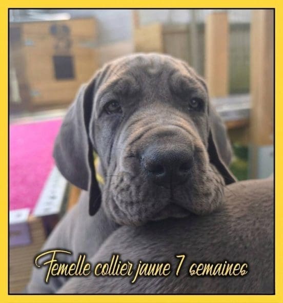 chiot dogue allemand