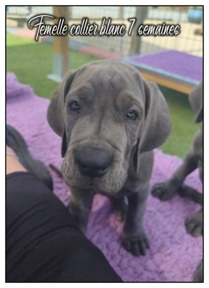 chiot dogue allemand