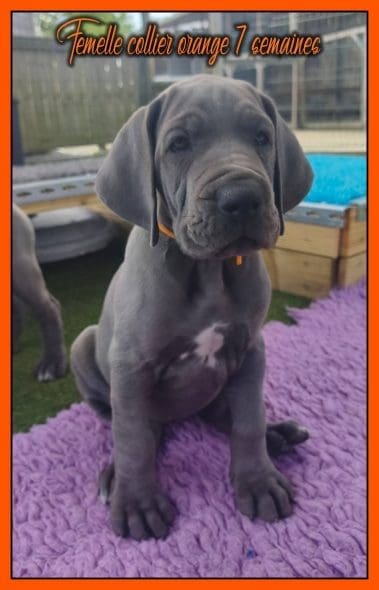 chiot dogue allemand