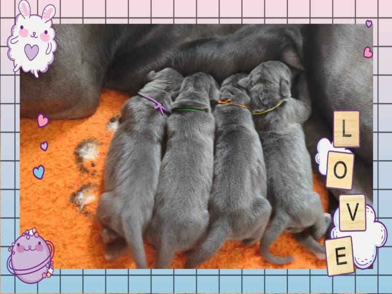 chiots dogues allemands disponibles