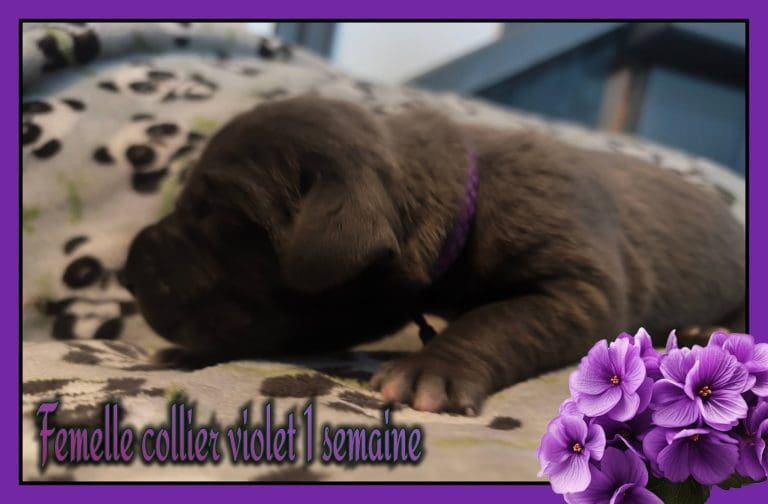 chiots dogues allemands disponibles