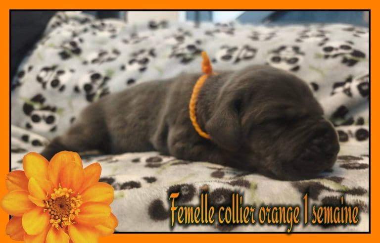 CHIOTS DOGUES ALLEMANDS DISPONIBLES