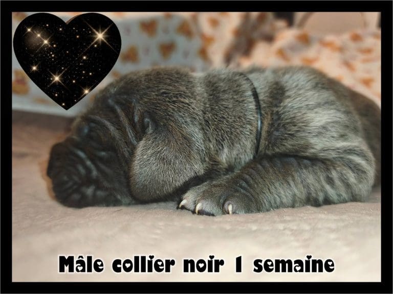 chiots dogues allemands disponibles