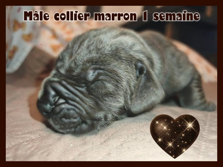 chiots dogue allemand disponibles