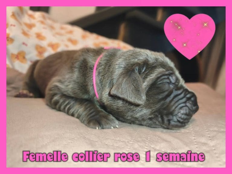 CHIOTS DOGUE ALLEMAND DISPONIBLES
