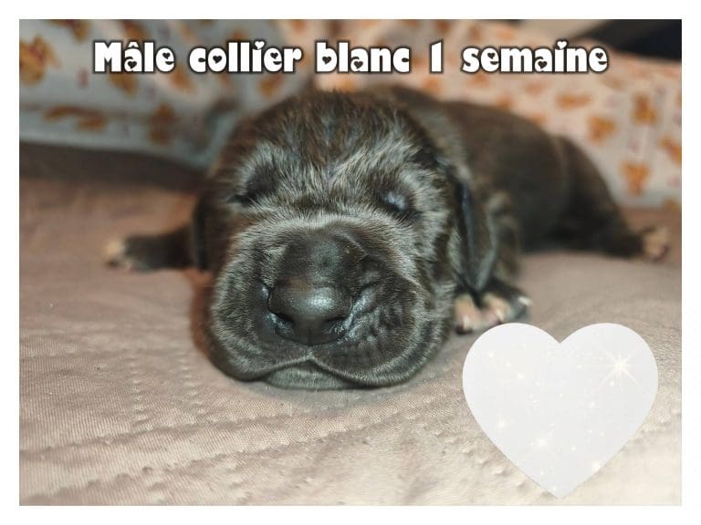 CHIOT DOGUE ALLEMAND DISPONIBLE A LA RESERVATION