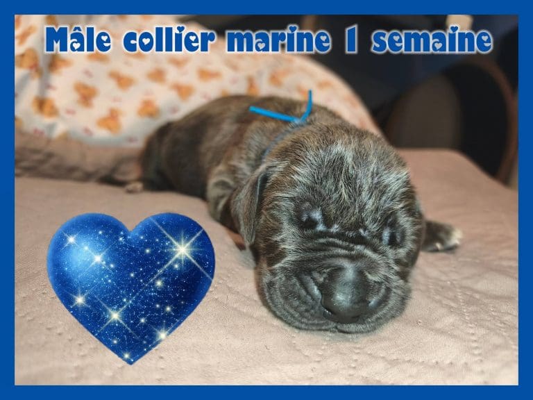 chiots dogue allemand disponibles