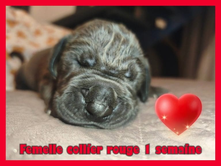 chiots dogue allemand disponibles à la reservation