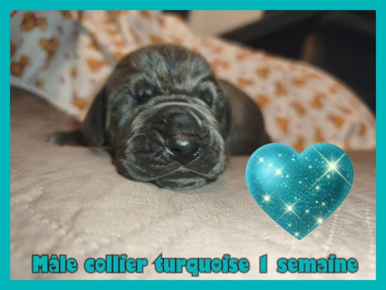 chiots dogues allemands disponibles