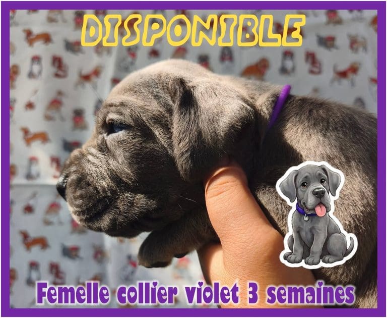 CHIOTS DOGUES ALLEMANDS DISPONIBLES