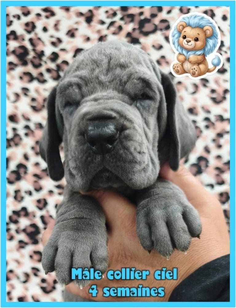 chiots dogue allemand disponibles adoptables