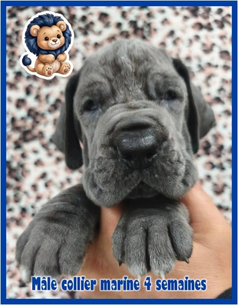 chiots dogue allemand disponibles adoptables