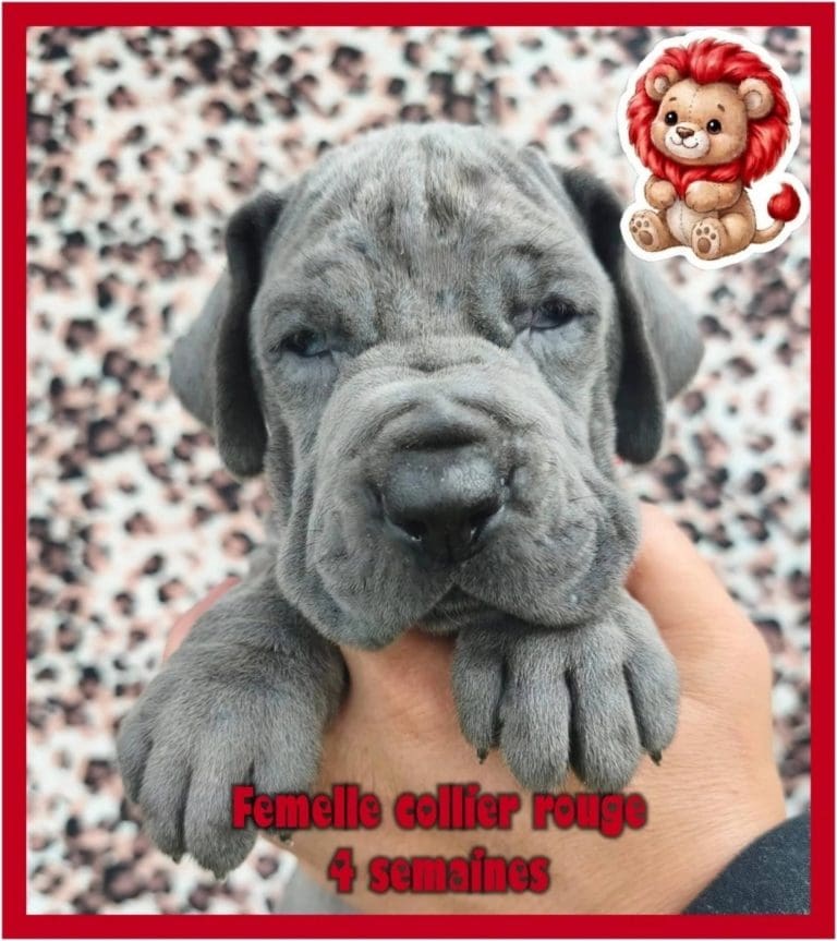 chiots dogue allemand disponibles adoptables