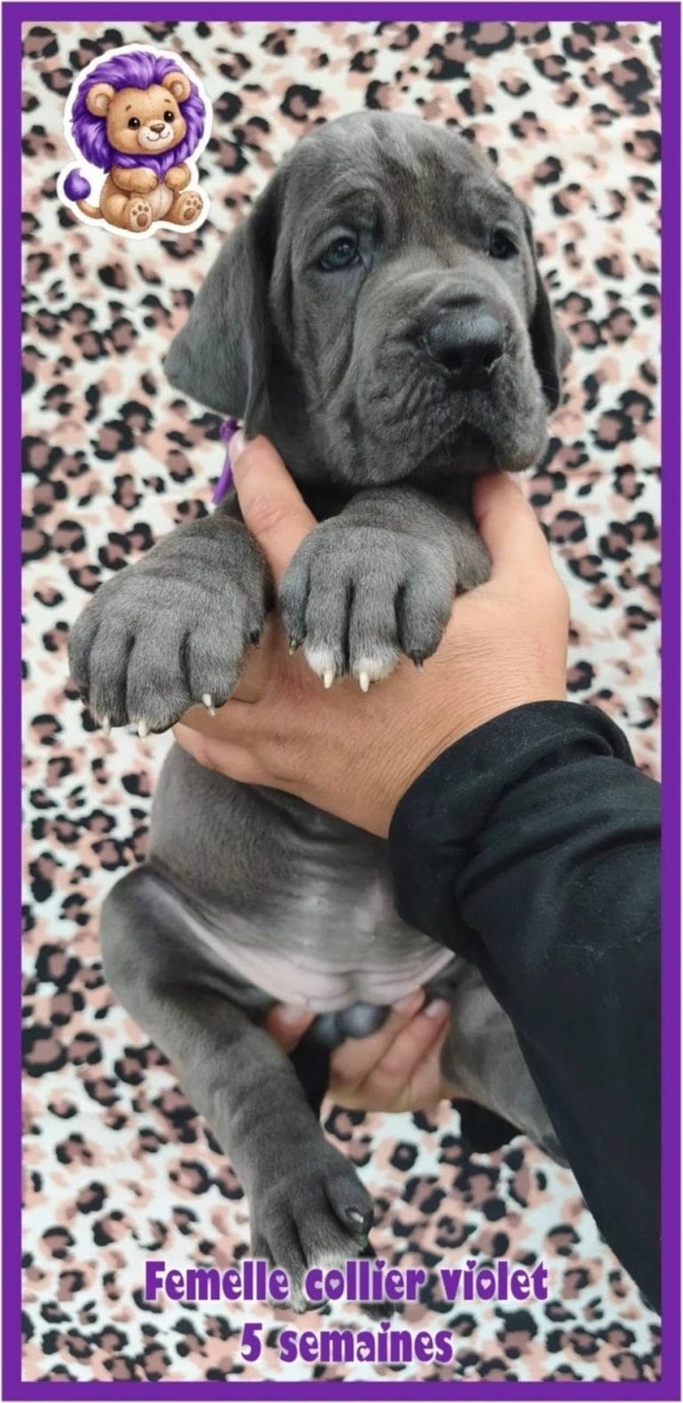 chiots dogue allemand disponibles adoptables