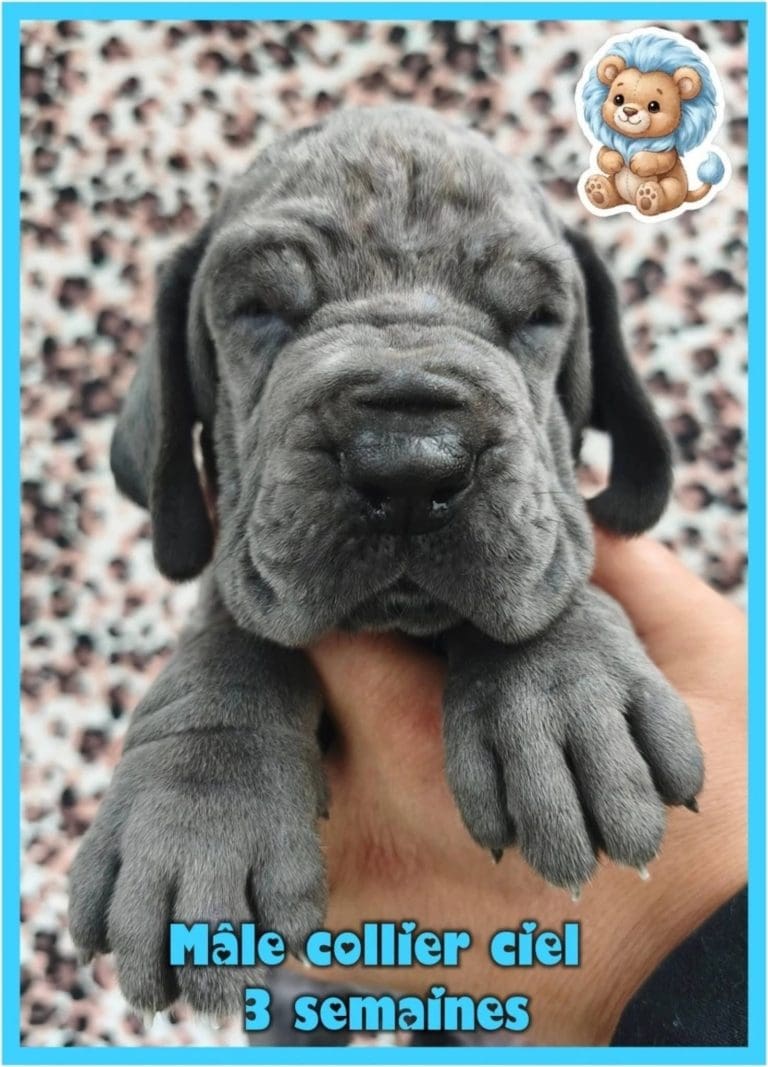 chiots dogue allemand disponibles adoptables