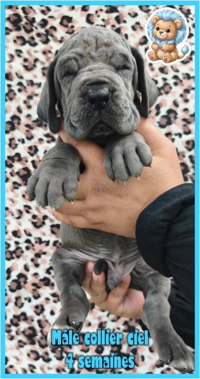 chiots dogue allemand disponibles adoptables