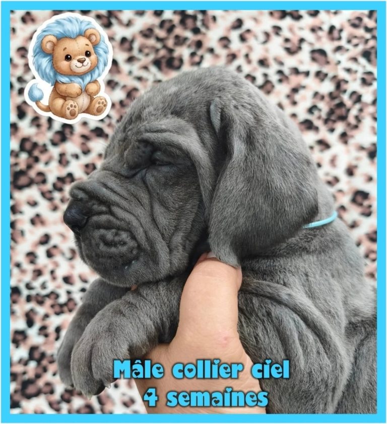 chiots dogue allemand disponibles adoptables