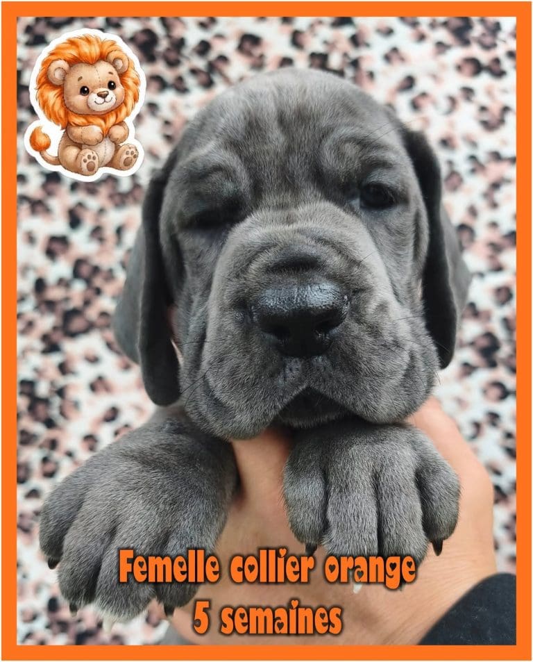 chiots dogue allemand disponibles adoptables