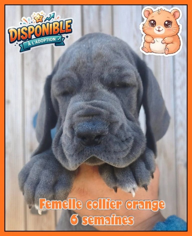 chiots dogues allemands disponibles à la réservation