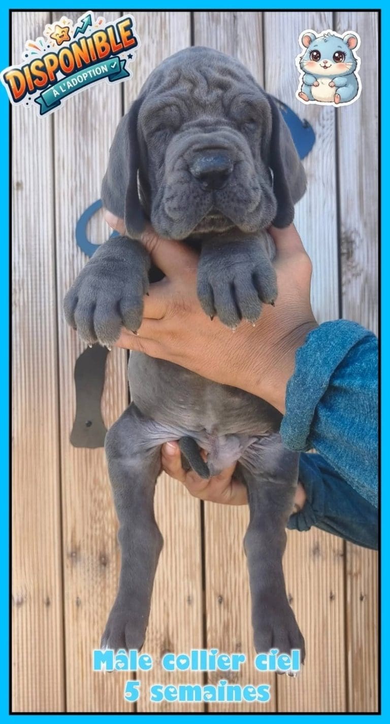 chiots dogues allemands disponibles