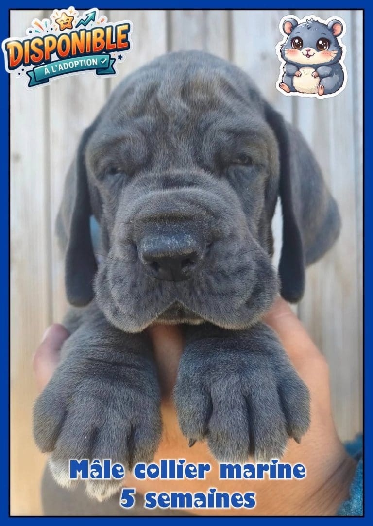 chiots dogues allemands disponibles