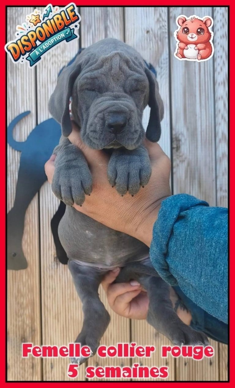 chiots dogues allemands disponibles