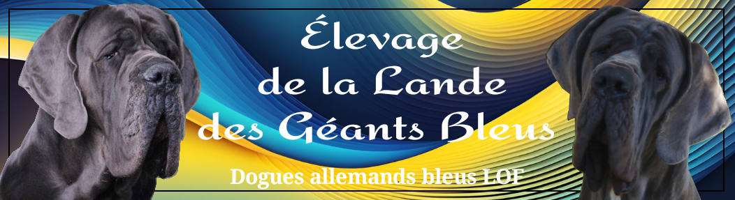 elevage dogues allemands